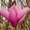 Magnolia liliiflora 'Heaven Scent' - magnólie / šácholan liliokvětý