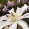 Magnolia loebneri 'Léonard Messel' - šácholan Loebnerův