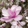 Magnolia loebneri 'Léonard Messel' - šácholan Loebnerův