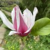 Magnolia 'March Till Frost' - magnólie / šácholan