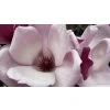 Magnolia 'Satisfaction' - magnólie / šácholan