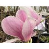 Magnolia 'Satisfaction' - magnólie / šácholan