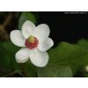 Magnolia sieboldii - magnólie / šácholan Sieboldův