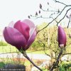 Magnolia soulangeana 'Lennei' - magnólie / šácholan