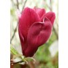 Magnolia soulangeana 'Rustica Rubra' - magnólie / šácholan
