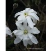 Magnolia stellata - magnólie / šácholan hvězdnatý