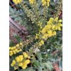 Mahonia x media 'Winter Sun' - mahónie prostřední