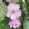 Malus 'Brandywine' - jabloň okrasná