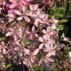 Malus 'Diable Rouge' - jabloň okrasná
