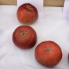 Malus domestica 'Admirál' - jabloň zimní