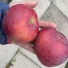 Malus domestica 'Admirál' - jabloň zimní