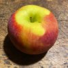 Malus domestica 'Admirál' - jabloň zimní