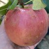 Malus domestica 'Aneta' - jabloň raně zimní