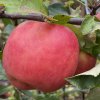 Malus domestica 'Aneta' - jabloň raně zimní