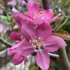Malus domestica 'Baya Marisa' - jabloň zimní