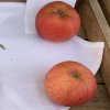 Malus domestica 'Blaník' - jabloň zimní