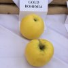 Malus domestica 'Bohemia Gold' - jabloň zimní
