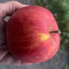 Malus domestica 'Bohemia Red' - jabloň podzimní