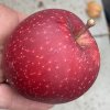 Malus domestica 'Elstar' - jabloň zimní