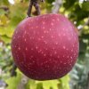 Malus domestica 'Elstar' - jabloň zimní