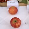 Malus domestica 'Elstar' - jabloň zimní