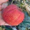 Malus domestica 'Jarka' - jabloň zimní