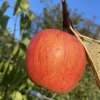 Malus domestica 'Jarka' - jabloň zimní