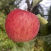 Malus domestica 'Jarka' - jabloň zimní