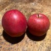 Malus domestica 'Matčino' - jabloň podzimní