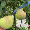 Malus domestica 'MELODIE' - jabloň ZIMNÍ