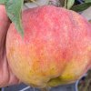 Malus domestica 'NABELA' - jabloň raně zimní