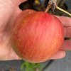 Malus domestica 'Rozela' - jabloň ZIMNÍ