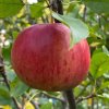 Malus domestica 'SELENA' - jabloň PODZIMNÍ