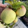Malus domestica 'Řechtáč soudkovitý' - jabloň podzimní
