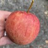 Malus domestica 'Šampion' - jabloň zimní