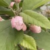 Malus 'Charlotte' - jabloň okrasná