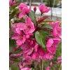 Malus 'Prairie Fire' - jabloň okrasná