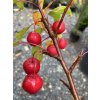 Malus 'Red Sentinel' - okrasná jabloň