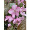 Malus 'Rudolph' - jabloň okrasná