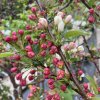 Malus toringo 'Tina' kmínek - jabloň okrasná