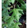 Malus trilobata - jabloň trojlaločná