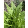 Matteucia struthiopteris - pérovník pštrosí