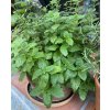 Melissa officinalis - meduňka lékařská