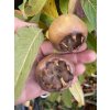 Mespilus germanica 'Bredase Reus' - mišpule německá