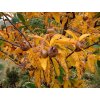Mespilus germanica 'Notthingham' - mišpule německá