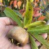 Mespilus germanica 'Westerveld' - mišpule německá
