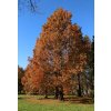 Metasequoia glyptostroboides - metasekvoje čínská