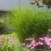 Miscanthus sinensis 'Gracillimus' - ozdobnice, čínský rákos
