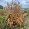 Miscanthus sinensis 'Haiku' - ozdobnice, čínský rákos