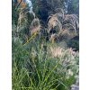 Miscanthus sinensis 'Haiku' - ozdobnice, čínský rákos